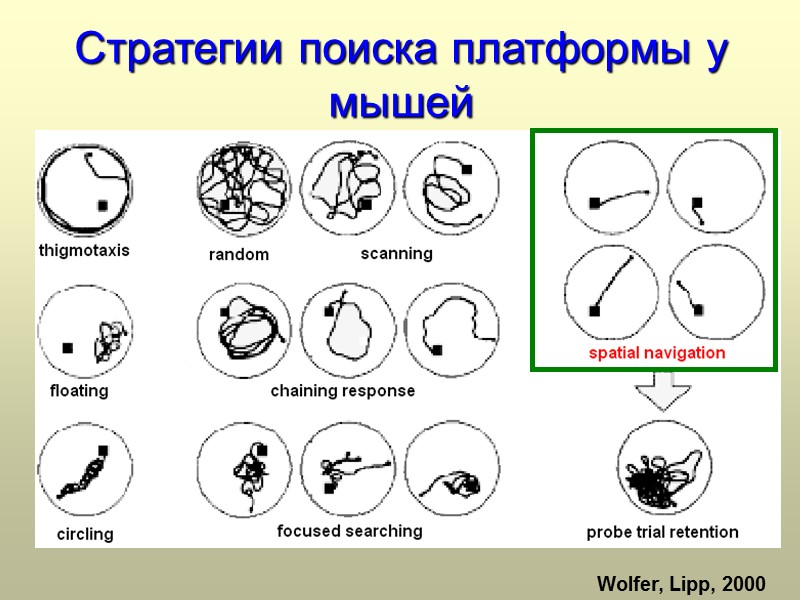 Стратегии поиска платформы у мышей Wolfer, Lipp, 2000